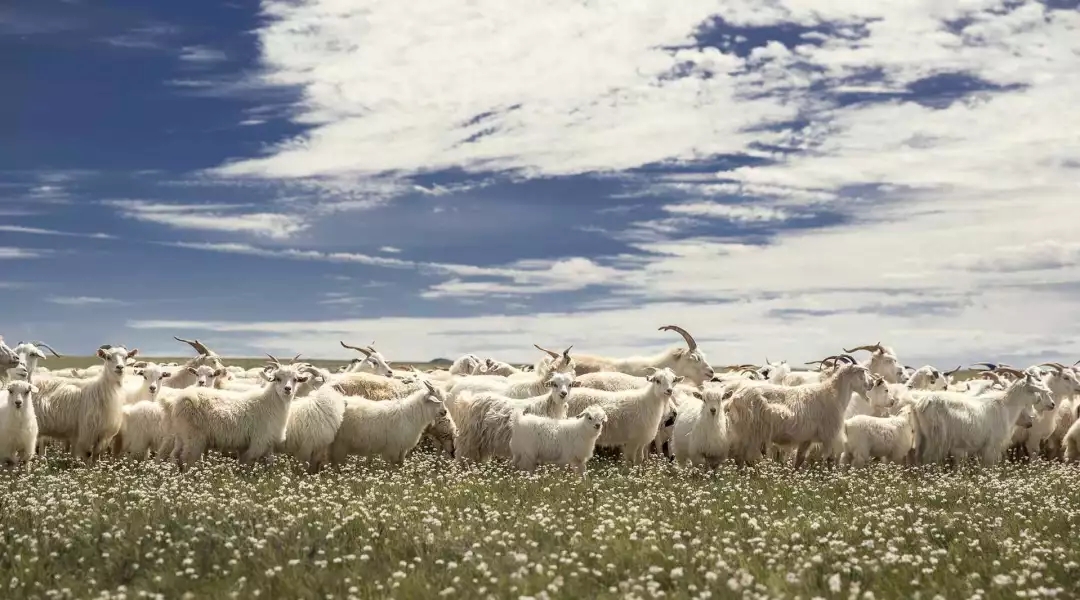 羊群.jpg